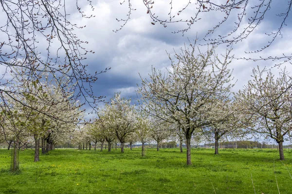 Langbroek yakınlarındaki bu meyve bahçesindeki meyve ağaçları daha yeni çiçek açmaya başladı.