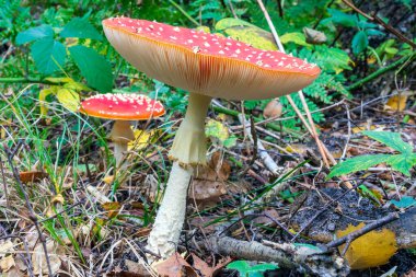 Clingendael parkındaki Fly Agaric 'in (Amanita muscaria) birkaç büyük örneği.
