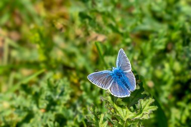 Hollanda 'nın Vogelenzang yakınlarındaki bir kum tepeciğindeki bir bitkinin üzerinde yaygın bir mavi kelebek (Polyommatus icarus) bulunur.