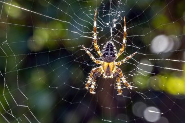 Taze avını bekleyen bir örümceğin ya da örgü ören birinin ayrıntıları.