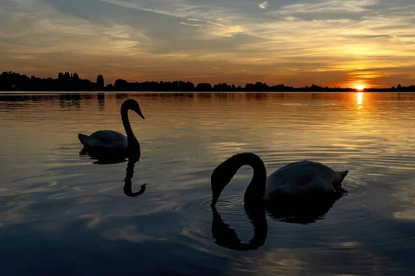 The silhouettes of these two swans are reflected in the water during this beautiful sunset over Lake Zoetermeerse Plas
