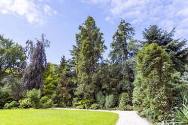 Hollanda, Rotterdam 'daki bu güzel botanik bahçesinde çok çeşitli renk ve şekillere sahip ağaçlar ve bitkiler.