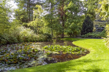 Hollanda, Rotterdam 'daki bu güzel botanik bahçesinde ağaçlar ve çimenler arasında gezinen nilüferlerle dolu bir hendek.