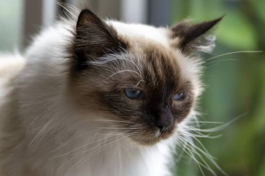 Bu tatlı Ragdoll kedisi potansiyel bir avdan etkilenmiş gibi görünüyor.