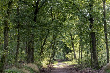 Öğleden sonra güneşi Hollanda, Putten yakınlarındaki Sprielderbos 'ta bir yürüyüş yolunu aydınlatıyor.