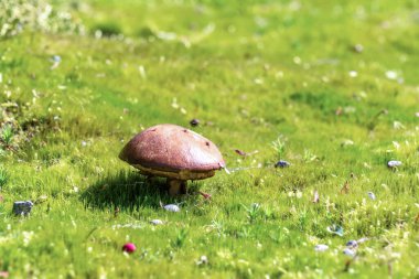 A lone bolete in a moss-covered field at Kenroku-en Garden in Kanazawa, Japan clipart