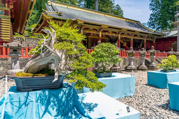 Japonya 'nın güneşli Nikko kentindeki Sanjinko Shinto tapınakları arasında çok eski bonsai ağaçları sergileniyor.