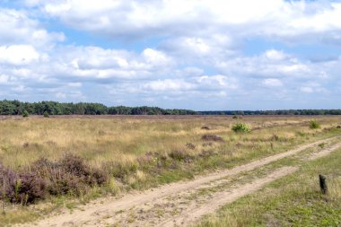 Hollanda, Garderen yakınlarındaki güneşli bir günde, ufuk çizgisi üzerinde ormanlar olan bir Heathland boyunca çapraz olarak uzanan kumlu bir araba pisti.
