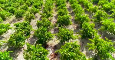 Hava günbatımında üzüm bağlarının görüntüleri, Koilani, Limasol, Kıbrıs 'taki altın yeşili üzüm tarlaları. Akdeniz kırsalındaki şarap üretim şaraphanesine kuş bakışı bakış açısı, yukarıdan tarım