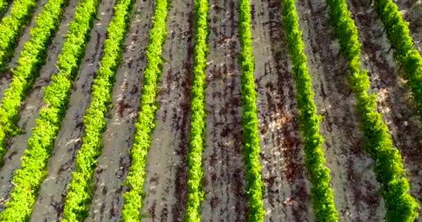 Aerial Sunset Drone Footage Vineyards Rows Golden Green Grape Fields — Vídeos de Stock