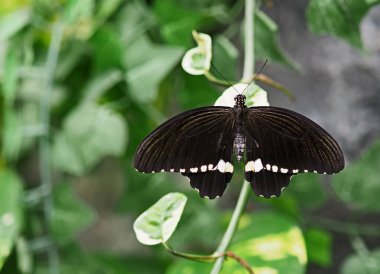 Kelebek evindeki renkli kelebeklerin yakın çekim görüntüleri.