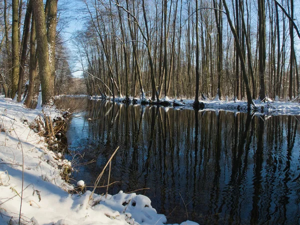 Spiegelbäume Winterlichem Weiß Tomaszow Mazowiecki Polen Januar 2021 Schneebedeckte Bäume — Stockfoto