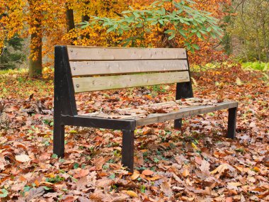 Sonbahar ile çevrili bir bank. Lodz, Polonya - 12 Kasım 2023 Lodz 'daki şehir parkından bir bank, düşen yapraklar ve sonbahar manzarası arasında.