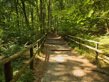 Orman ormanları. Miedzyzdroje, Polonya - 09 Temmuz 2024 Orman Yürüyüşü Gosa 'nın Miedzyzdroje' deki Baltık Denizi 'ne bakış açısı.