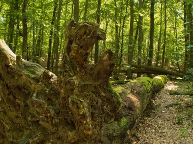 Ormanın iki yüzü Miedzyzdroje, Polonya - 09 Temmuz 2024 Miedzyzdroje 'de Gosan yürüyüş yolunda devrilmiş bir ağaç.