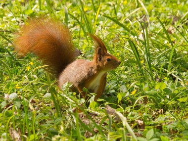 Çimlerin arasında bir kızıl. Varşova, Polonya - 08 Nisan 2017 Varşova 'daki bir şehir parkındaki çimlerin arasında genç ve güzel bir sincap.