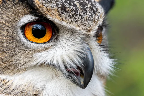 ユーラシア イーグル フクロウの顔と目を自然の森の中でクローズアップ — ストック写真