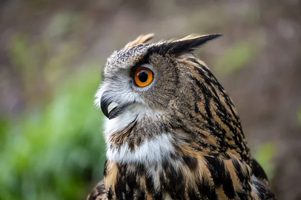 Närbild Eurasian Eagle Owl Ansikte Och Ögon Naturlig Skogsmiljö — Stockfoto
