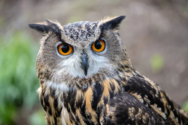 Close Shot Eurasian Eagle Owl Face Eyes Natural Woodland Setting — Stock Photo, Image
