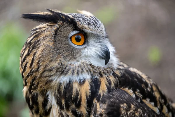 Primer Plano Cara Los Ojos Búho Águila Eurasiática Entorno Bosque — Foto de Stock
