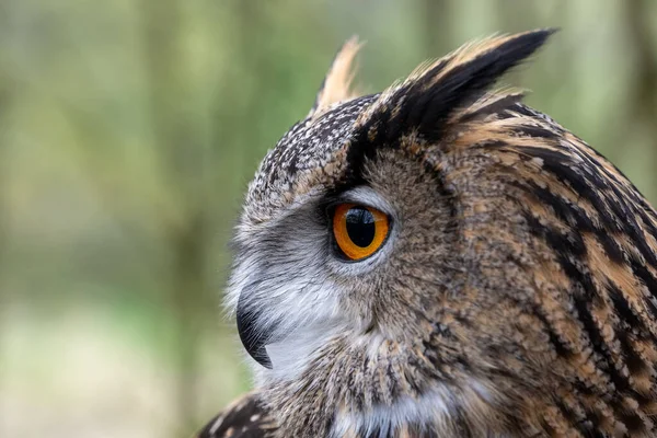ユーラシア イーグル フクロウの顔と目を自然の森の中でクローズアップ — ストック写真