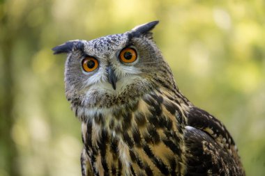 An Eurasian Eagle Owl staring at something out of shot in a woodland setting. clipart