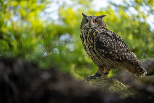 Eurasian Eagle Owl Sitting Branch Perch Woodland Setting — Stock Photo, Image