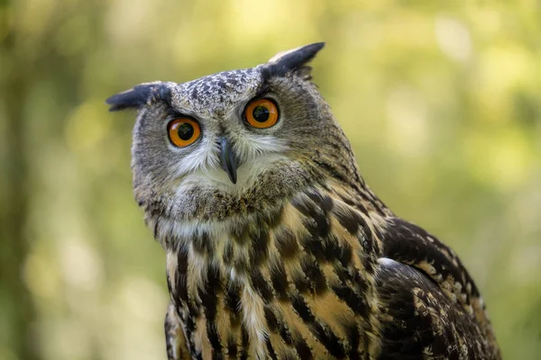 Eurasian Eagle Owl Stirrar Något Skott Skogsmiljö — Stockfoto