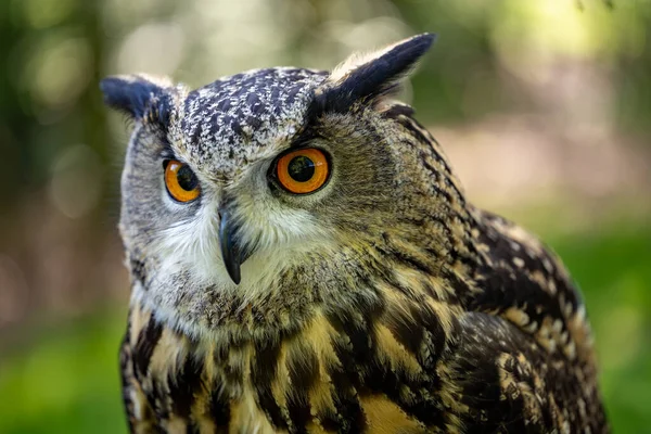 Eurasian Eagle Owl Stirrar Något Skott Skogsmiljö — Stockfoto