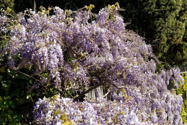 Como, İtalya 'dan manzara. Yaz manzarası, göl manzarası..