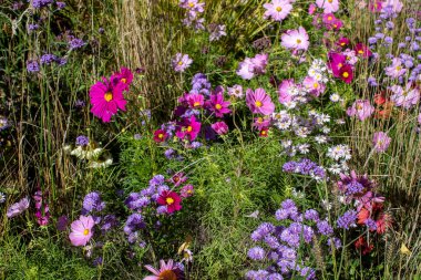 Fiori di campo di vari colori
