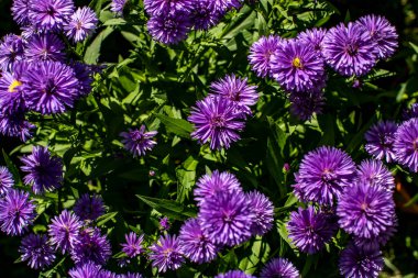 Fiori di settembrini di colore viola