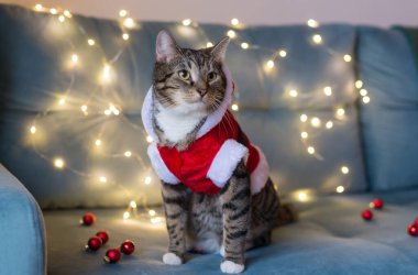 Noel Baba kostümlü güzel bir Avrupalı kedi bir çelenk arka planında bir kanepede oturur. Yakın plan. Yeni yıl kartı. Mutlu noeller. - Mutlu yıllar. Elbiseli kedi..