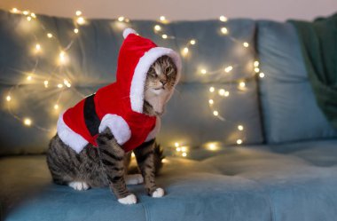 Noel Baba kostümlü güzel bir Avrupalı kedi bir çelenk arka planında bir kanepede oturur. Yakın plan. Yeni yıl kartı. Mutlu noeller. - Mutlu yıllar. Elbiseli kedi..