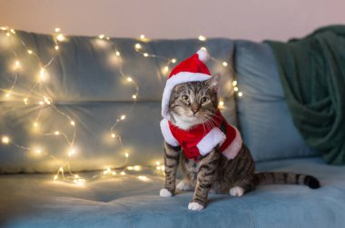 Noel Baba kostümlü güzel bir Avrupalı kedi bir çelenk arka planında bir kanepede oturur. Yakın plan. Yeni yıl kartı. Mutlu noeller. - Mutlu yıllar. Elbiseli kedi..
