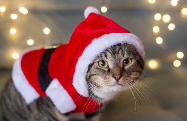 Noel Baba kostümlü güzel bir Avrupalı kedi bir çelenk arka planında bir kanepede oturur. Yakın plan. Yeni yıl kartı. Mutlu noeller. - Mutlu yıllar. Elbiseli kedi..