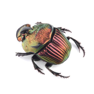 Böcek böceğinin (Phanaeus mexicanus) erkeği beyaz arka planda izole edilmiştir