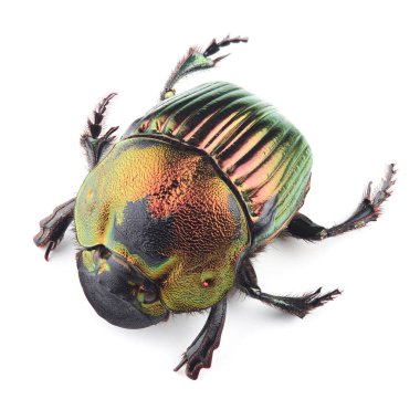 Böcek böceğinin dişisi (Phanaeus mexicanus) beyaz arka planda izole edildi