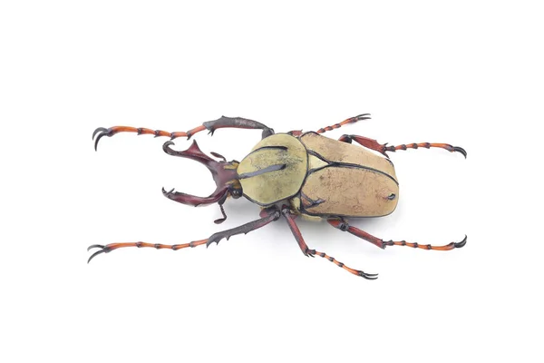 从白色背景分离出来的甲虫雄虫 双头犬属 — 图库照片