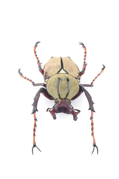 Laki Laki Kumbang Dicranocephalus Wallichii Terisolasi Latar Belakang Putih — Stok Foto