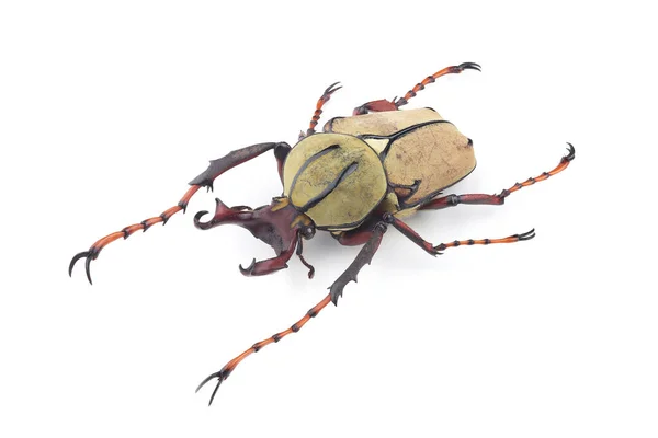 Varón Escarabajo Dicranocephalus Wallichii Aislado Sobre Fondo Blanco — Foto de Stock