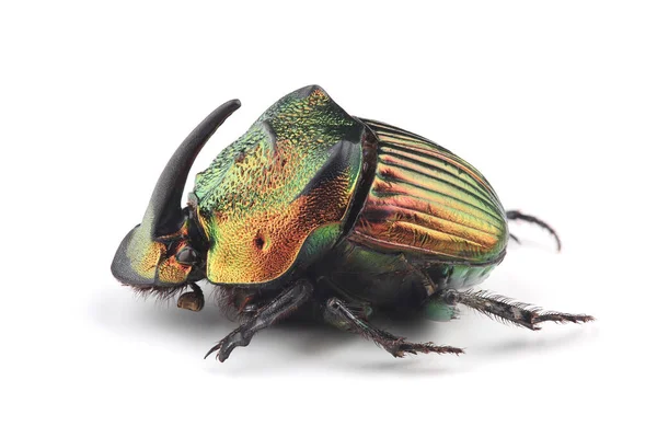 Male Scarab Beetle Phanaeus Mexicanus Isolated White Background — Stock Photo, Image