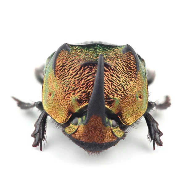 Böcek Böceğinin Phanaeus Mexicanus Erkeği Beyaz Arka Planda Izole Edilmiştir — Stok fotoğraf