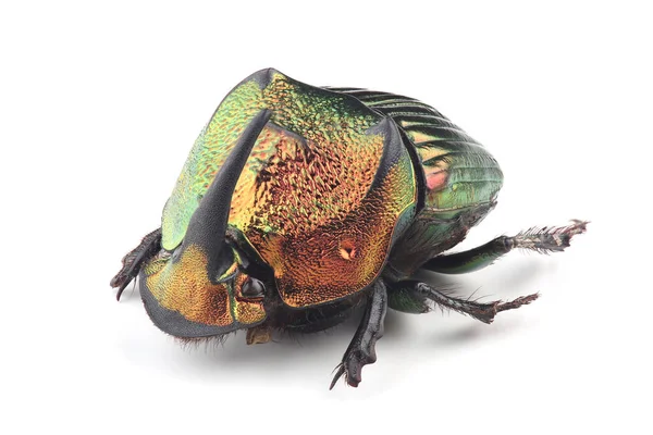 从白色背景分离出来的甲虫雄虫 Phanaeus Mexicanus — 图库照片