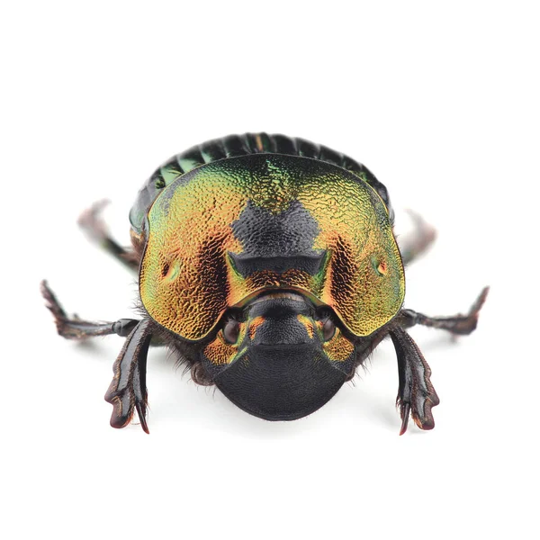 Böcek Böceğinin Dişisi Phanaeus Mexicanus Beyaz Arka Planda Izole Edildi — Stok fotoğraf