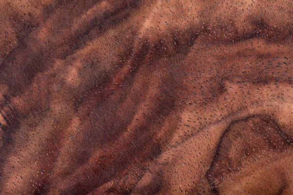 Текстура Орехового Дерева Крупный План — стоковое фото