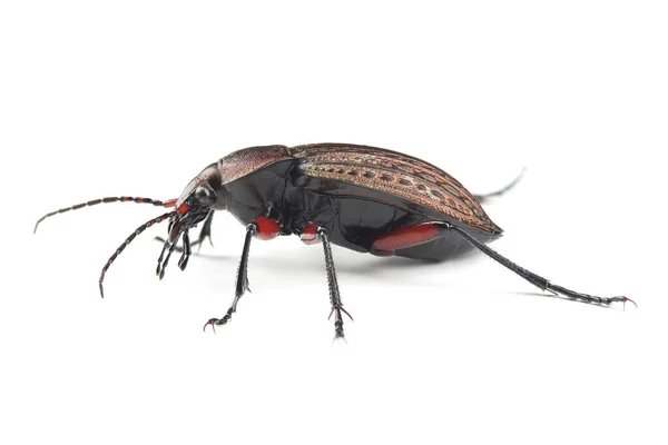 Escarabajo Molido Carabus Granulatus Aislado Sobre Fondo Blanco — Foto de Stock