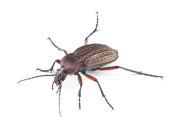 Zemin Üzerinde Beyaz Arka Plan Izole Böcek Carabus Granulatus — Stok fotoğraf