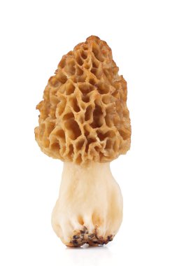 Beyaz arkaplanda genel morel (Morchella esculenta) izole