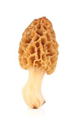 Beyaz arkaplanda genel morel (Morchella esculenta) izole